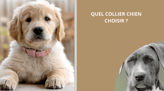 COLLIER CHIEN: QUEL COLLIER CHIEN CHOISIR ? - Wouf chien