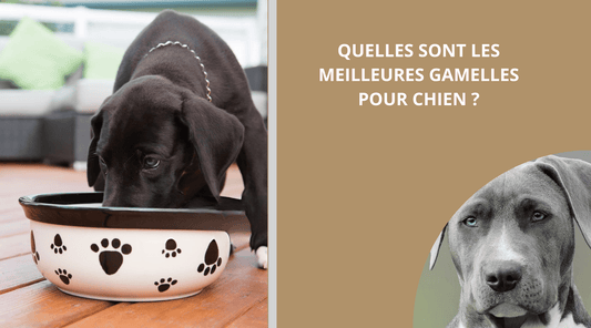 gamelle-chien-blog