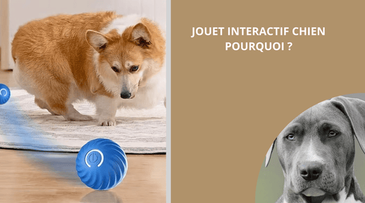 JOUET INTERACTIF CHIEN, POURQUOI? - Wouf chien