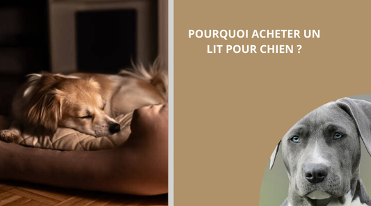lit-pour-chien-blog