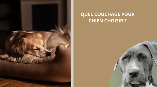 QUEL COUCHAGE POUR CHIEN CHOISIR ? - Wouf chien