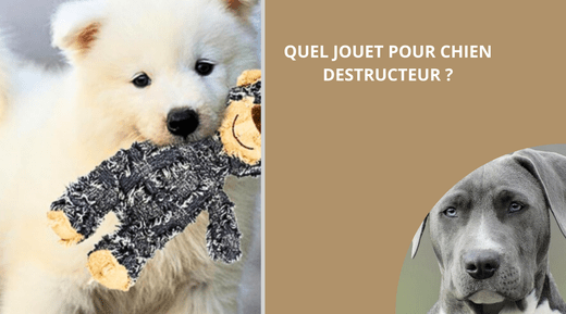 QUEL JOUET POUR CHIEN DESTRUCTEUR ? - Wouf chien
