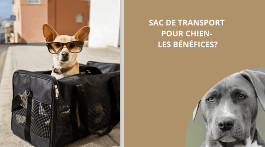 SAC DE TRANSPORT POUR CHIEN: LES BÉNÉFICES - Wouf chien