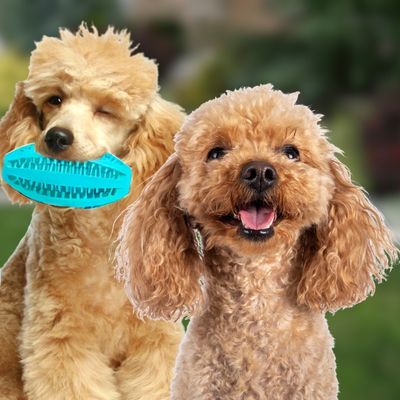 balle-interactive-chien-caniches