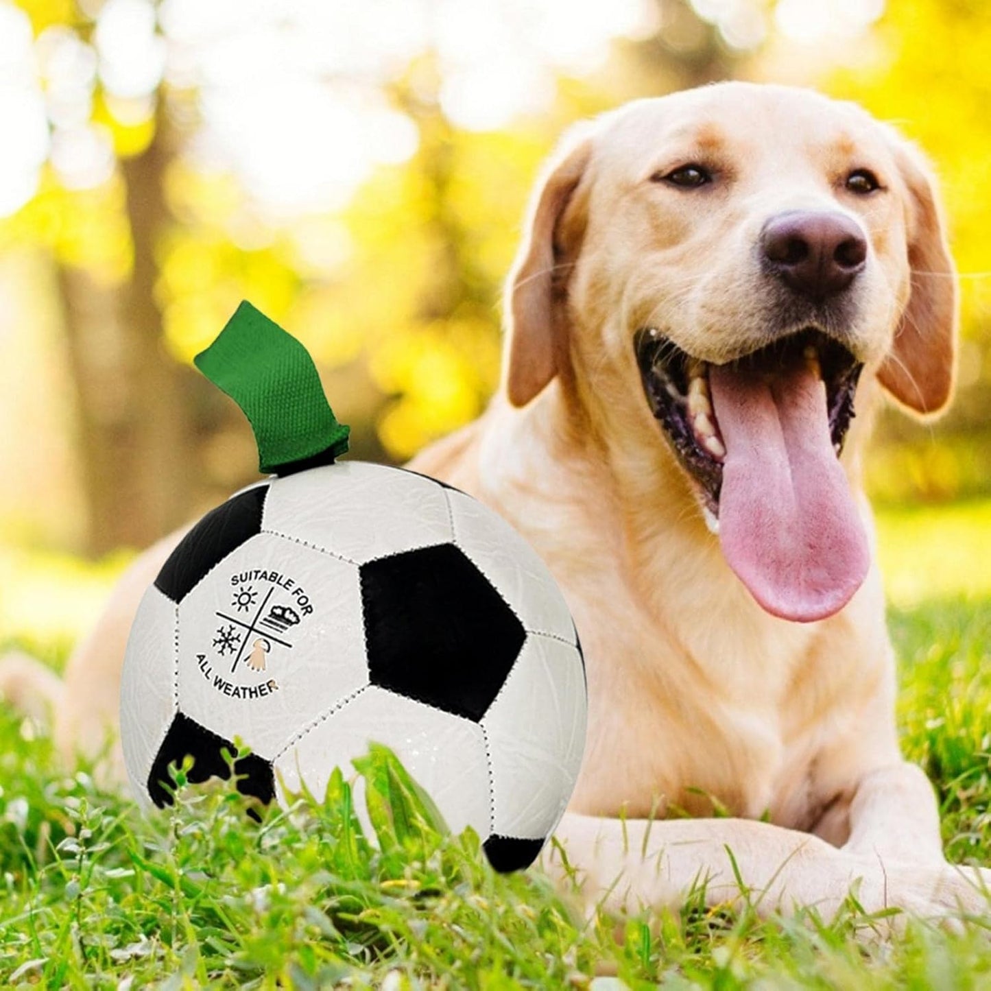 ballon-pour-chien-lien