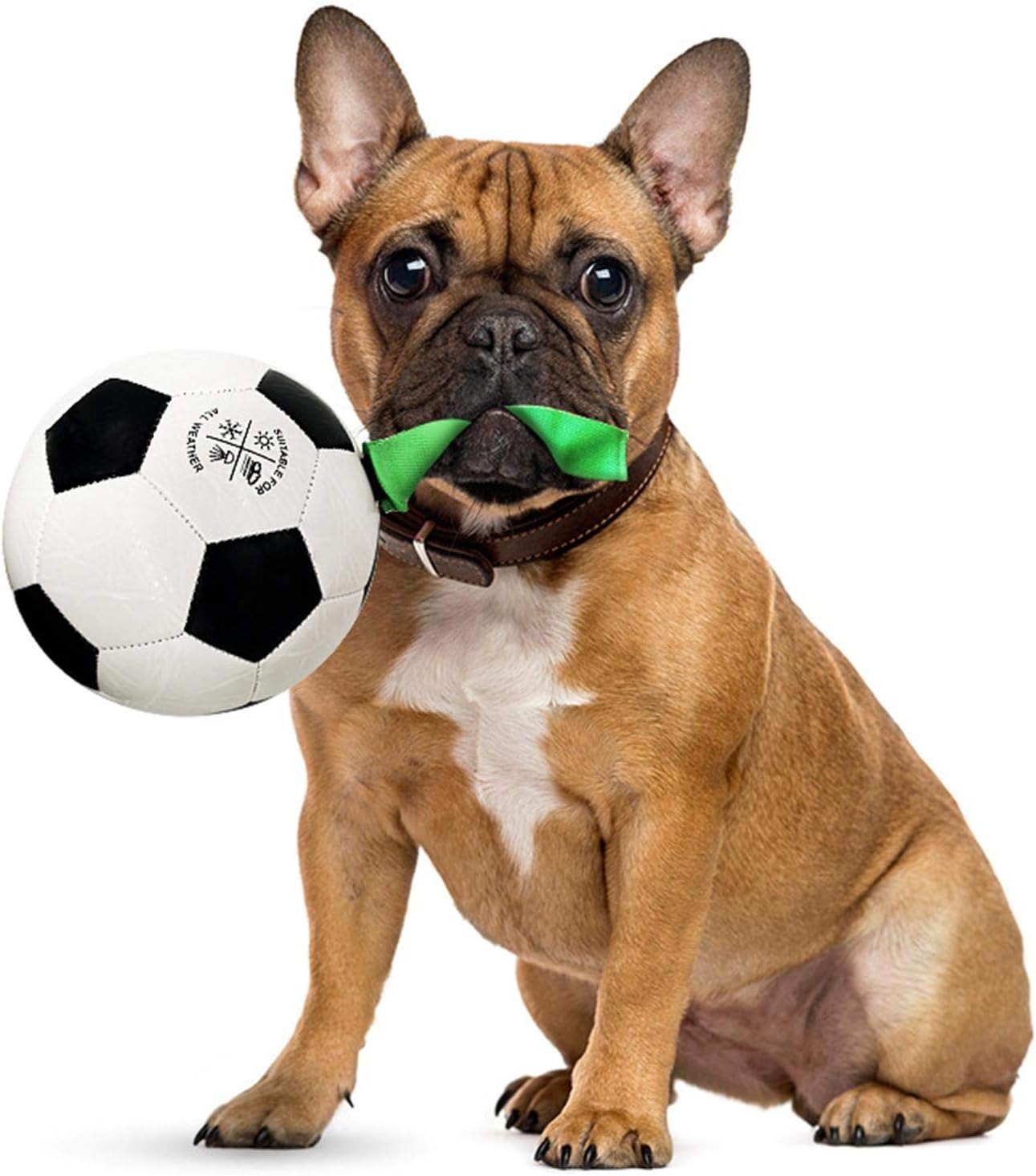ballon-pour-chien-sangle