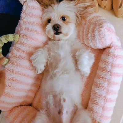 canape-pour-chien-bonheur