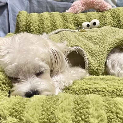 canape-pour-chien-serein