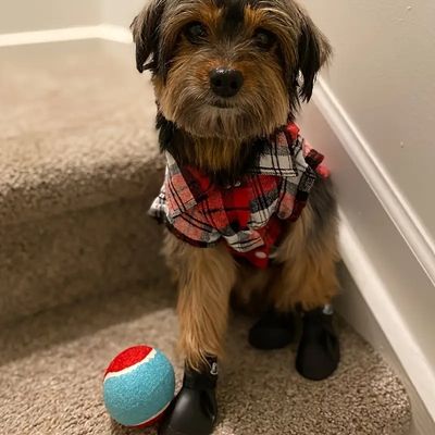 chaussure-pour-chien-confort