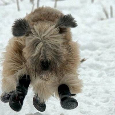 chaussure-pour-chien-neige