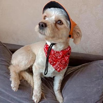 collier-bandana-chien-qualite