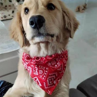 collier-bandana-chien-rouge