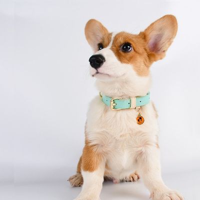 collier-chien-cuir-bleu