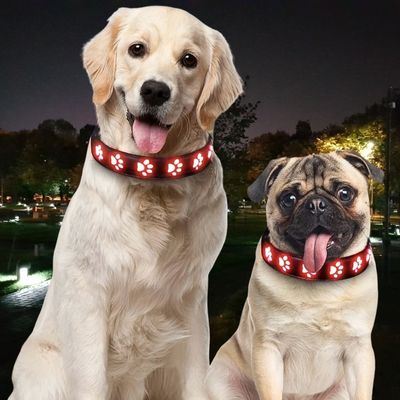 collier-lumineux-pour-chien-deux