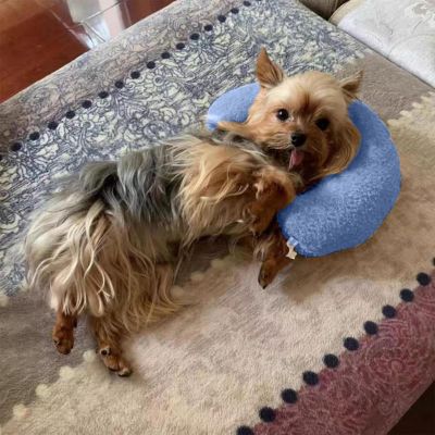 coussin-chien-support