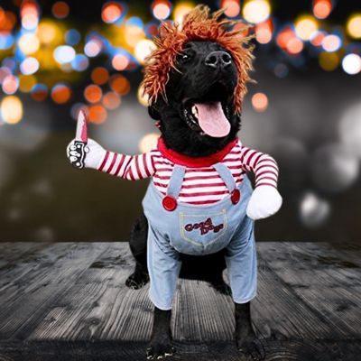 deguisement-pour-chien-labrador