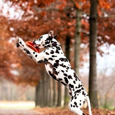 frisbee-chien-energie