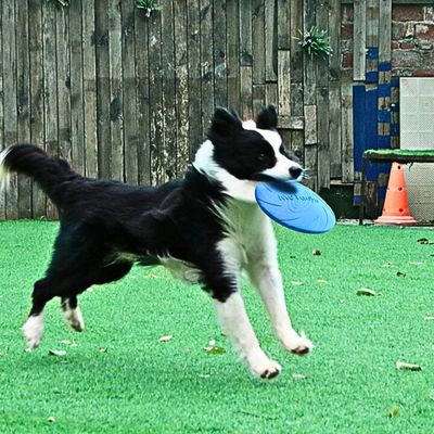 frisbee-chien-heureux