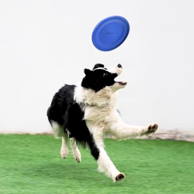 frisbee-chien-resistant