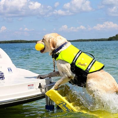 gilet-de-sauvetage-chien-sport