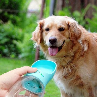 gourde-chien-pratique