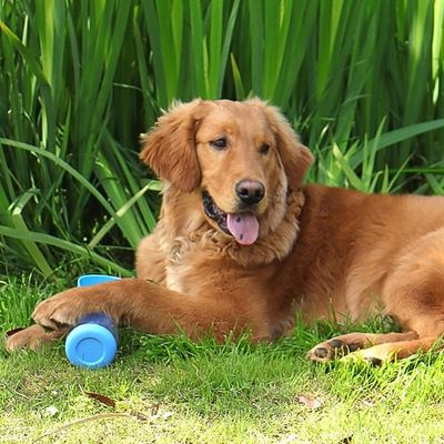 gourde-pour-chien-bleue