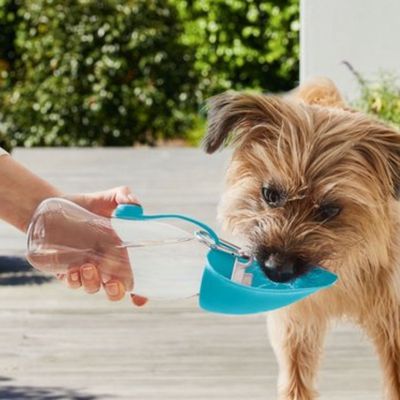 gourde-pour-chien-boire