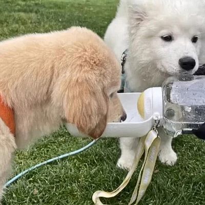 gourde-pour-chien-deux