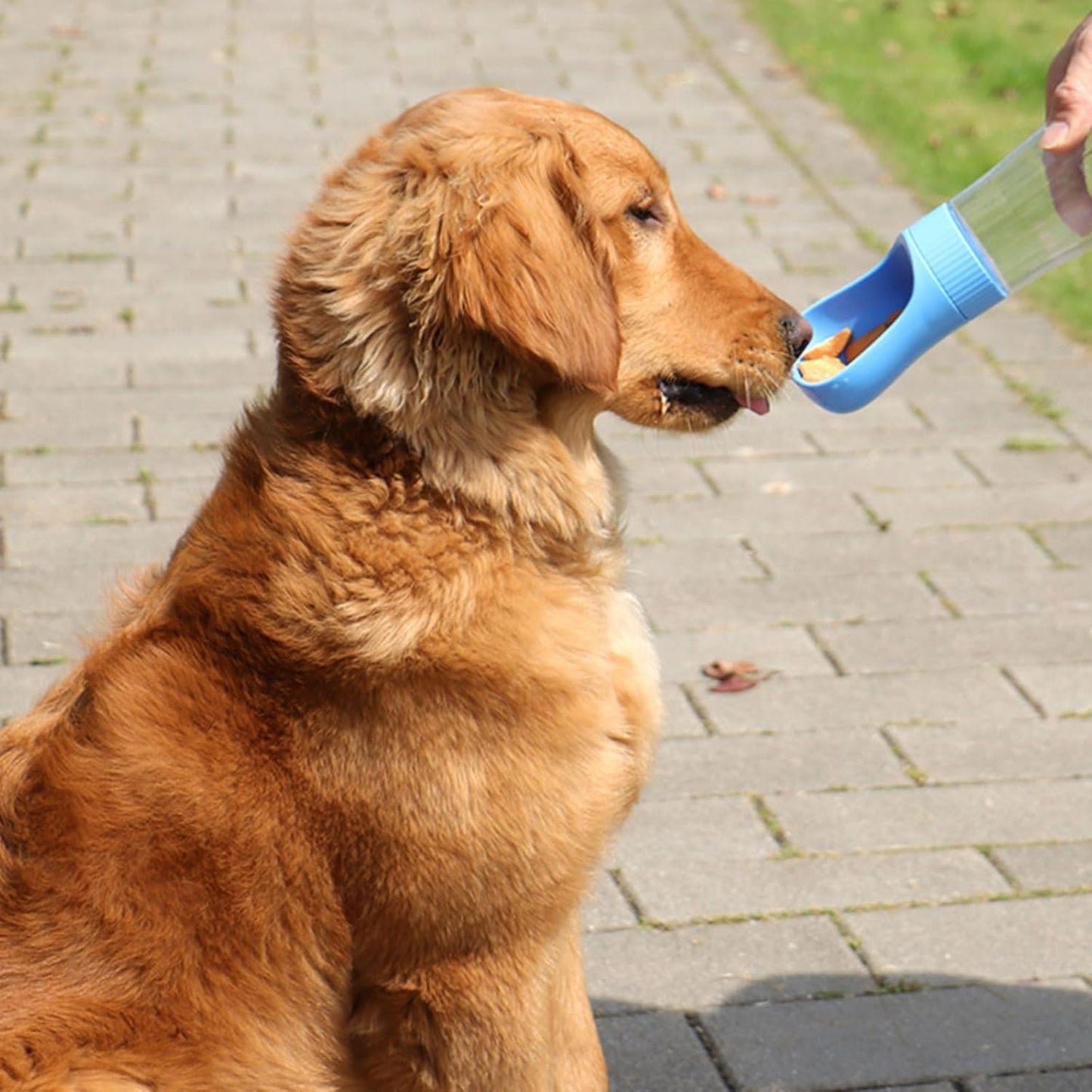 GOURDE POUR CHIEN | Simple330ml - Wouf chien