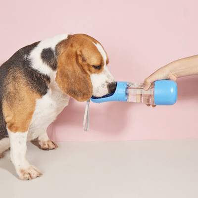 GOURDE POUR CHIEN | Simple330ml - Wouf chien