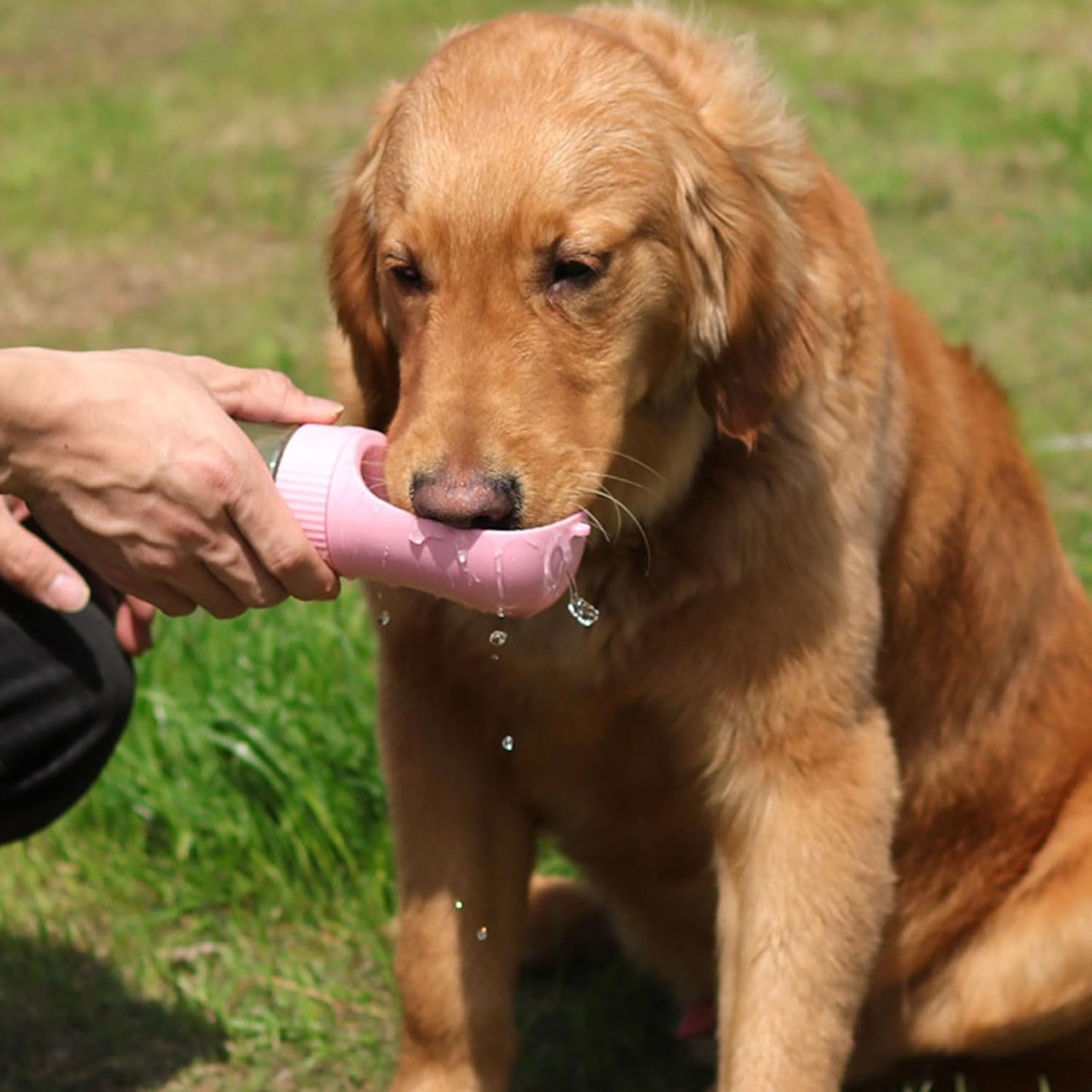 GOURDE POUR CHIEN | Simple510ml - Wouf chien