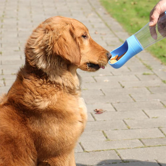 gourde-pour-chien-sorties