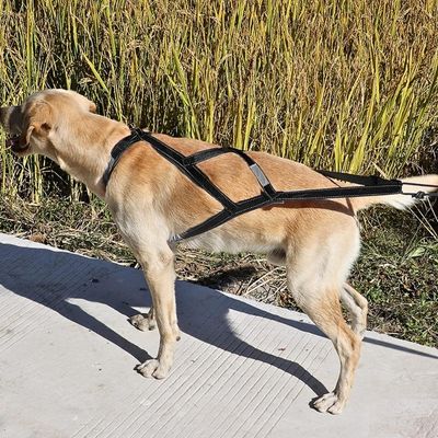 harnais-canicross-foin