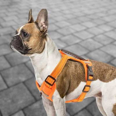 harnais-lumineux-chien-reflechissant