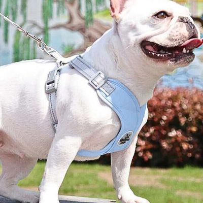 harnais-pour-petit-chien-exterieur