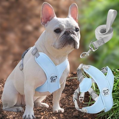 harnais-pour-petit-chien-sortie