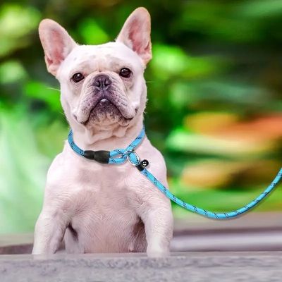 laisse-chien-bleu