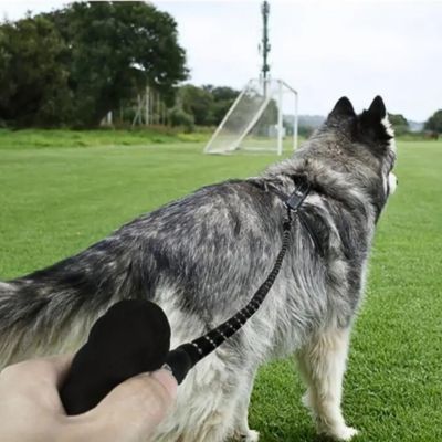 laisse-chien-confort