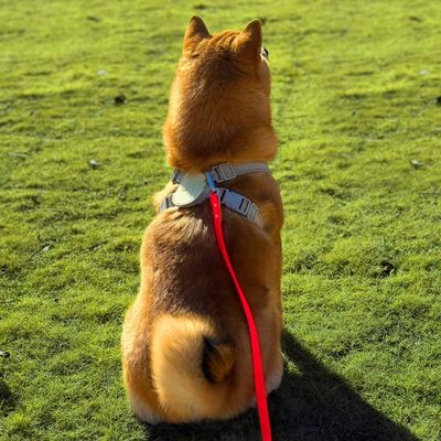longe-pour-chien-libre