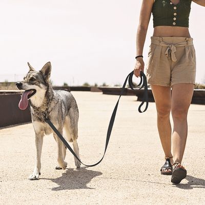 longe-pour-chien-promenade