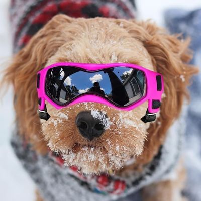 lunette-pour-chien-neige