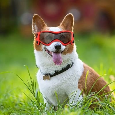 lunette-pour-chien-sortie