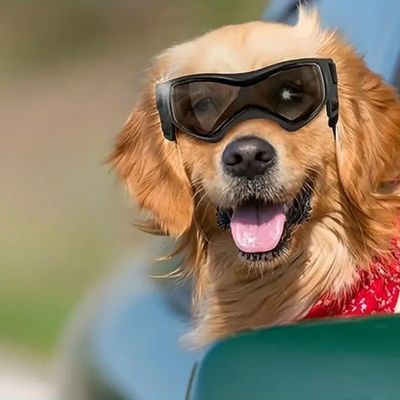 lunette-pour-chien-voiture