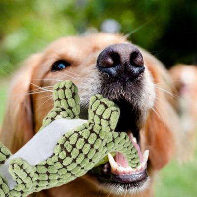 peluche-pour-chien-jeu