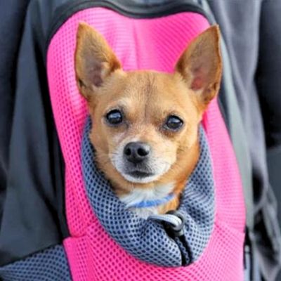 sac-a-dos-pour-chien-ajustable