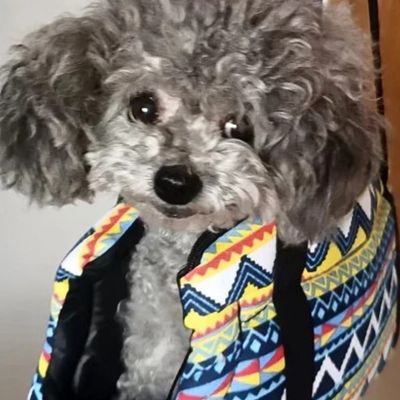 sac-de-transport-pour-chien-caniche