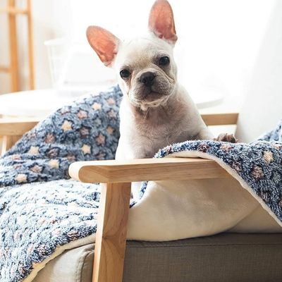 tapis-pour-chien-frais