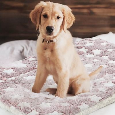 tapis-pour-chien-leger