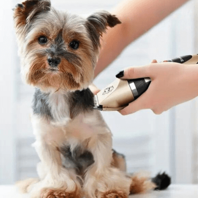TONDEUSE POUR CHIEN | Clippet™ - Wouf chien