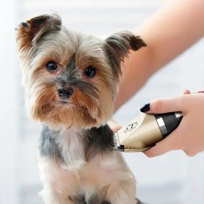 tondeuse-pour-chien-temps